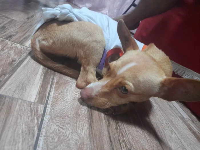 Cachorro ra a Pinscher  idade 7 a 11 meses nome Não tem 