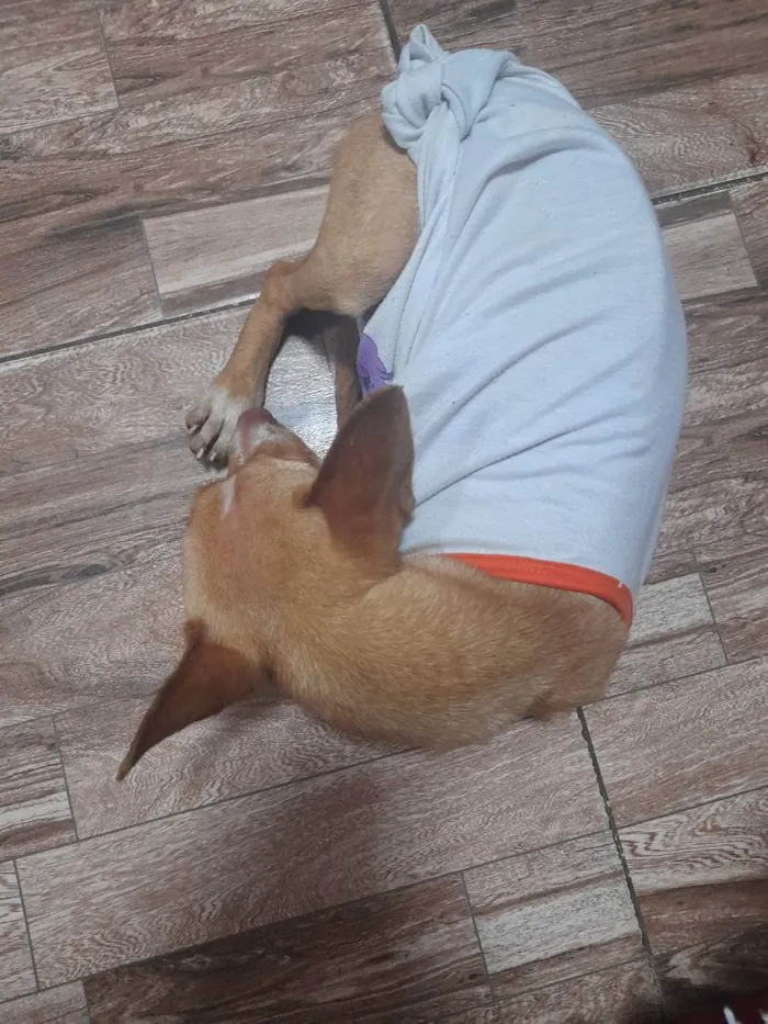 Cachorro ra a Pinscher  idade 7 a 11 meses nome Não tem 