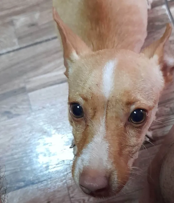 Cachorro ra a Pinscher  idade 7 a 11 meses nome Não tem 