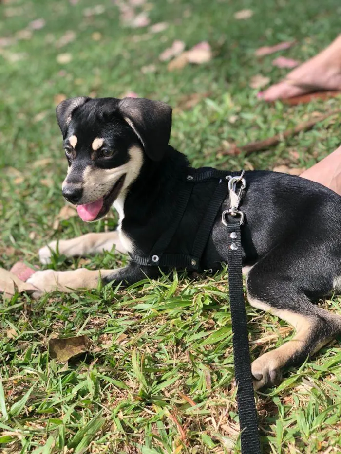 Cachorro ra a Vira Lata idade 2 a 6 meses nome Floki