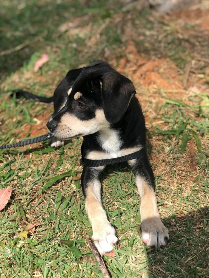 Cachorro ra a Vira Lata idade 2 a 6 meses nome Floki