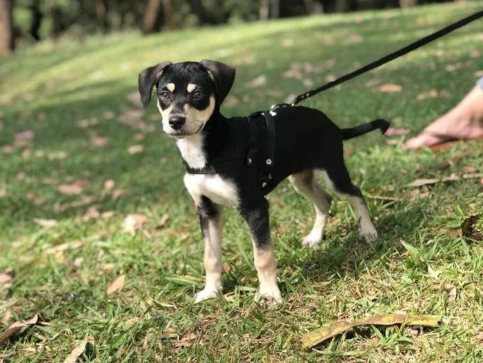 Cachorro ra a Vira Lata idade 2 a 6 meses nome Floki