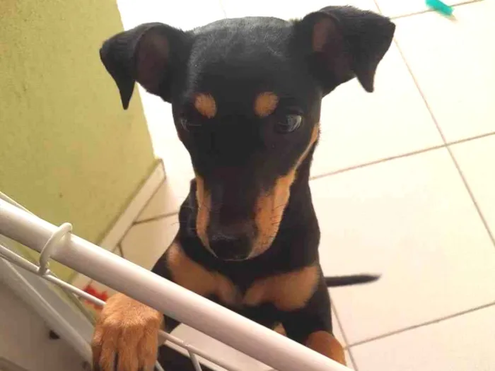 Cachorro ra a Vira lata idade 3 anos nome Lola