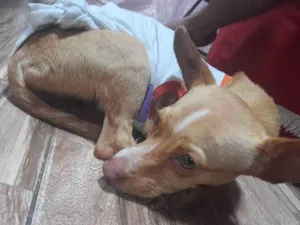 Cachorro raça Pinscher  idade 7 a 11 meses nome Não tem 