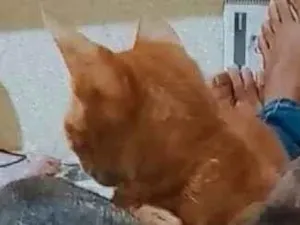 Gato raça Sem raça idade 2 a 6 meses nome Gato