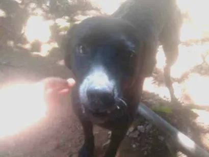 Cachorro raça Sr idade 3 anos nome Pretao