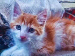 Gato raça SRD idade 2 a 6 meses nome Sem Nome