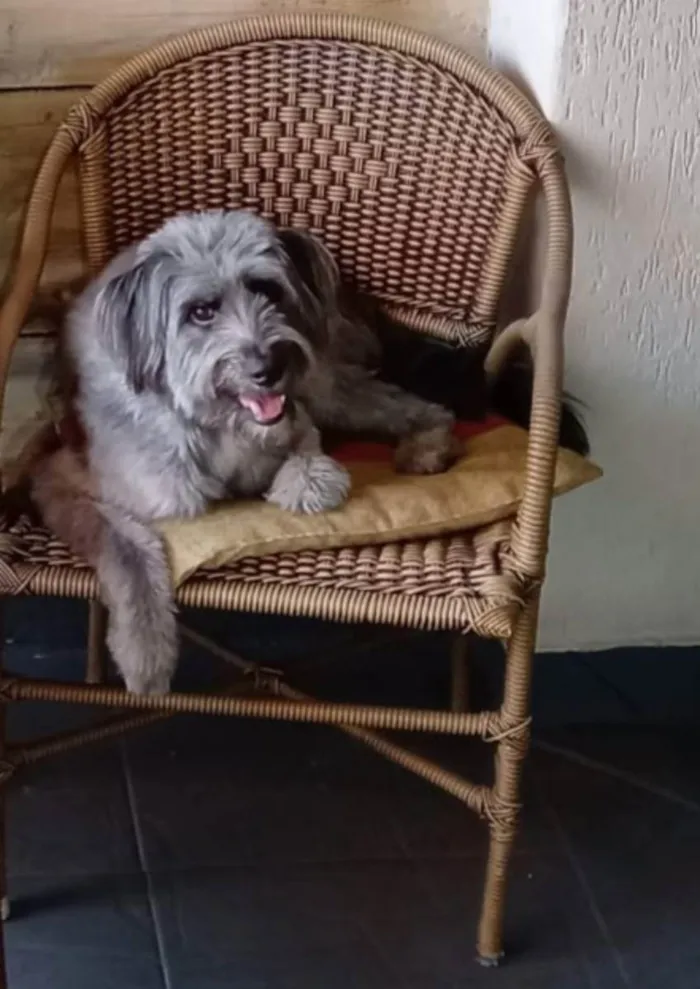 Cachorro ra a Vira lata idade 1 ano nome Nino