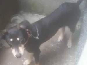 Cachorro raça Labrador com vira-lata idade 7 a 11 meses nome Nina