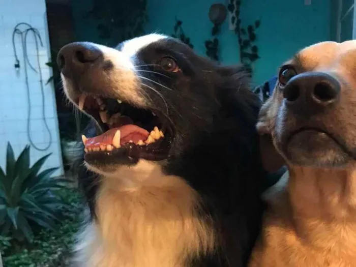 Cachorro raça Boder Colli idade 6 ou mais anos nome Marley