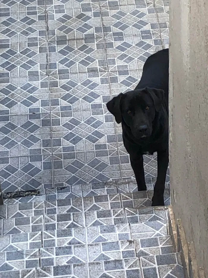 Cachorro ra a Sem raça definida  idade 2 anos nome Thor 