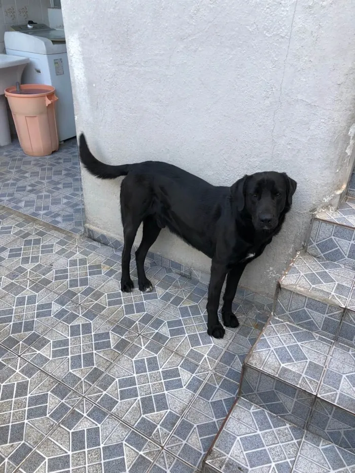 Cachorro ra a Sem raça definida  idade 2 anos nome Thor 