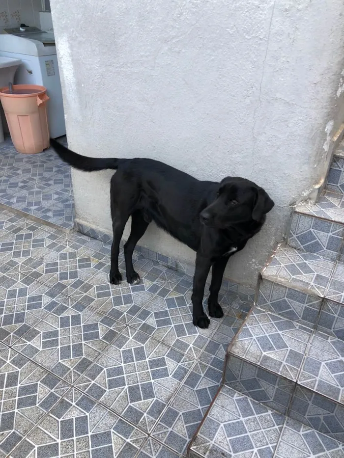 Cachorro ra a Sem raça definida  idade 2 anos nome Thor 