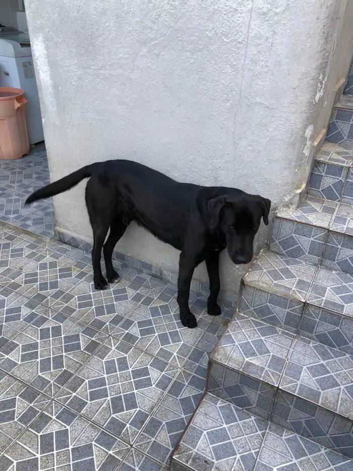 Cachorro ra a Sem raça definida  idade 2 anos nome Thor 