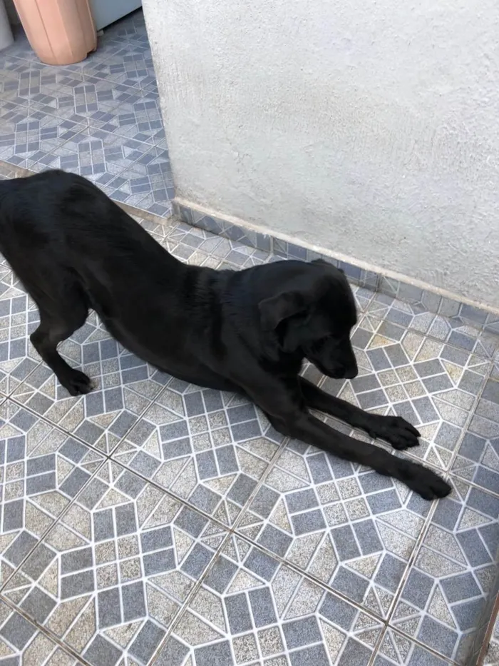 Cachorro ra a Sem raça definida  idade 2 anos nome Thor 