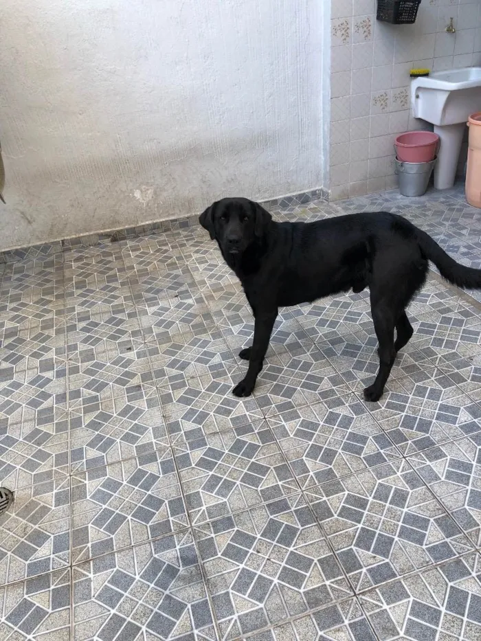 Cachorro ra a Sem raça definida  idade 2 anos nome Thor 