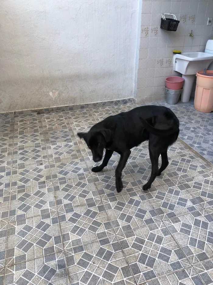 Cachorro ra a Sem raça definida  idade 2 anos nome Thor 