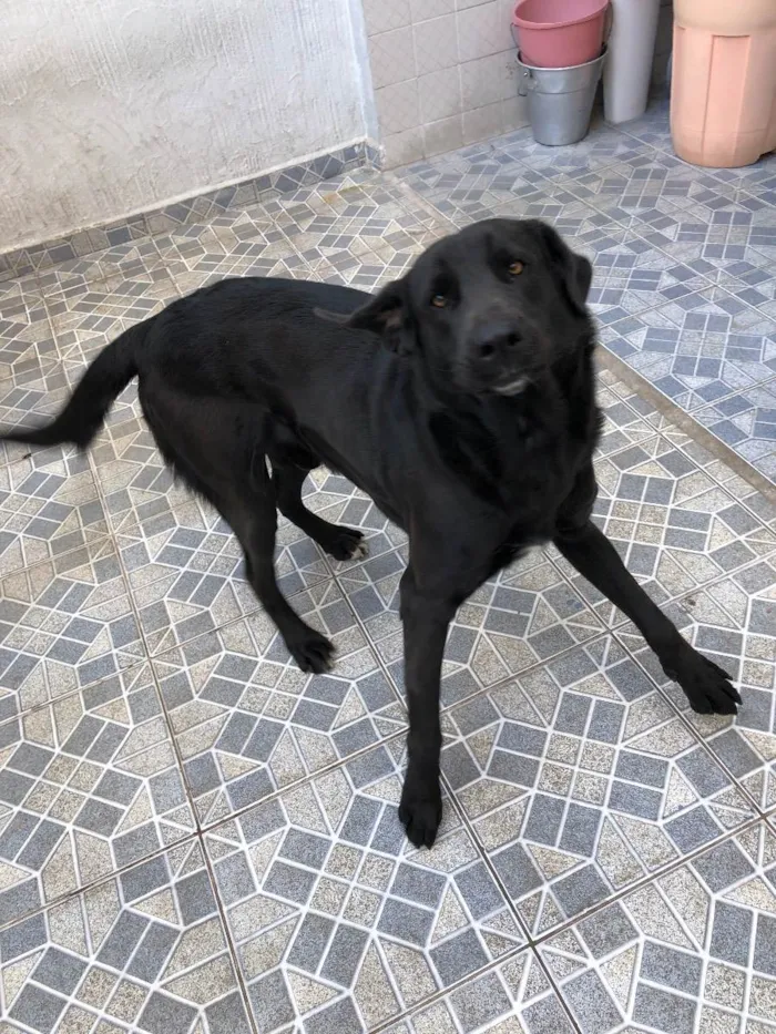 Cachorro ra a Sem raça definida  idade 2 anos nome Thor 