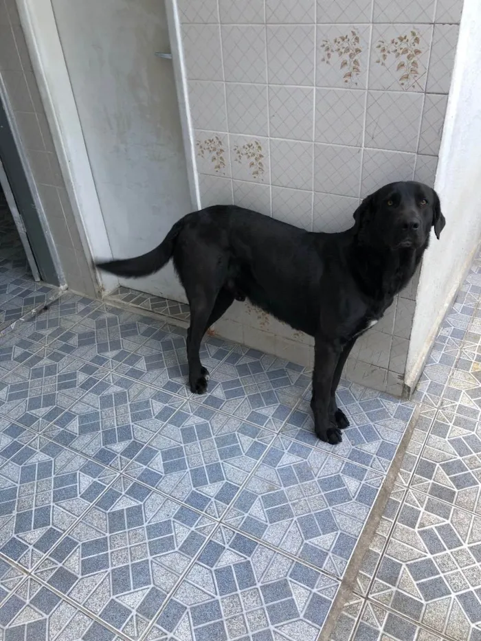 Cachorro ra a Sem raça definida  idade 2 anos nome Thor 