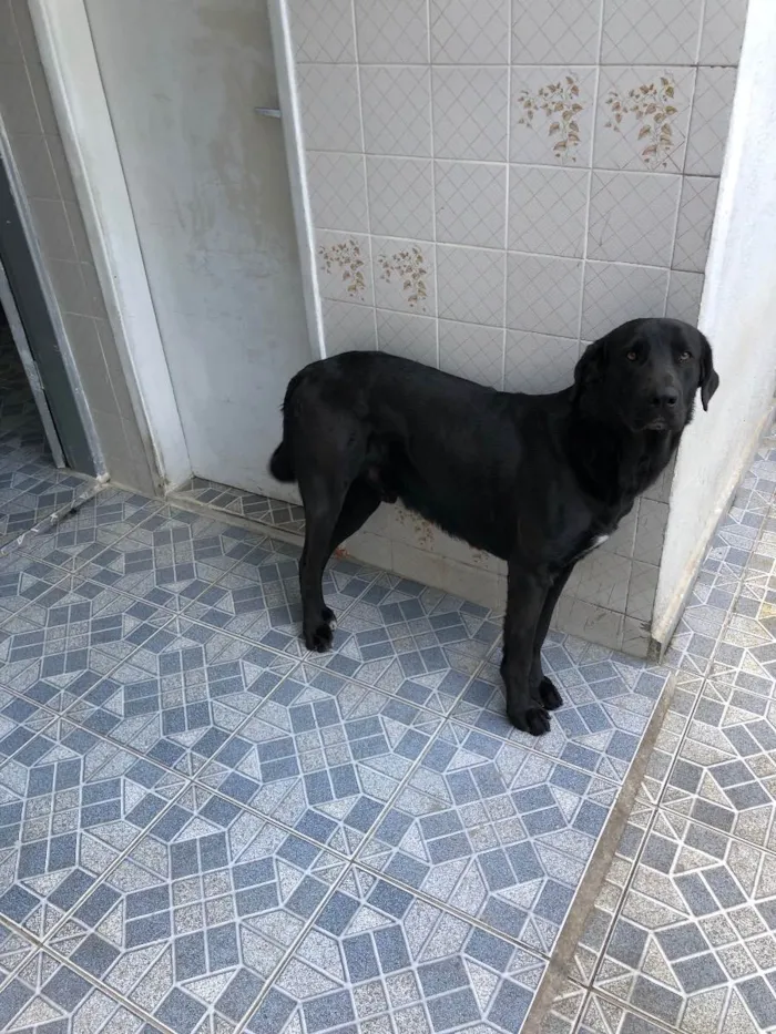 Cachorro ra a Sem raça definida  idade 2 anos nome Thor 