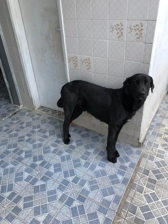 Cachorro ra a Sem raça definida  idade 2 anos nome Thor 