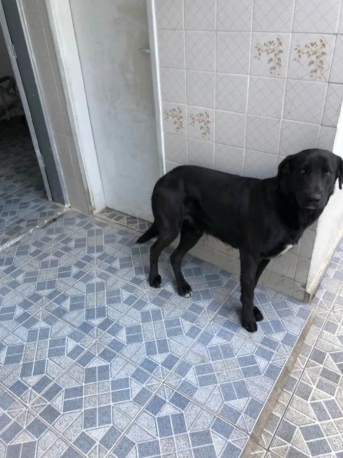 Cachorro ra a Sem raça definida  idade 2 anos nome Thor 