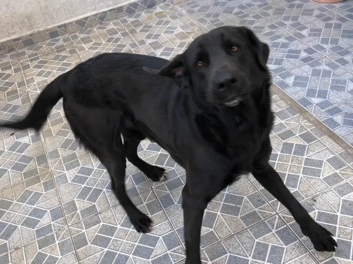 Cachorro ra a Sem raça definida  idade 2 anos nome Thor 