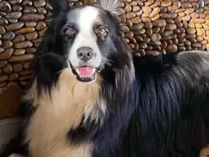 Cachorro raça Boder Colli idade 6 ou mais anos nome Marley