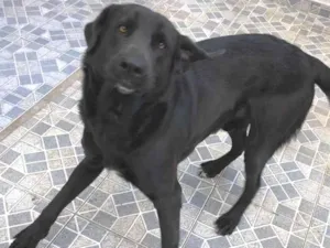 Cachorro raça Sem raça definida  idade 2 anos nome Thor 