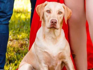 Cachorro raça Labrador  idade 1 ano nome Leona