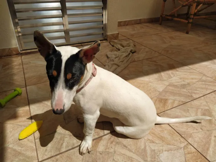 Cachorro ra a Srd idade 7 a 11 meses nome Amora