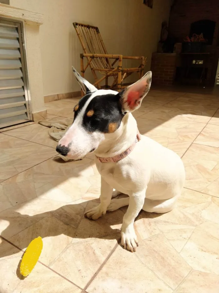 Cachorro ra a Srd idade 7 a 11 meses nome Amora