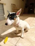 Amora