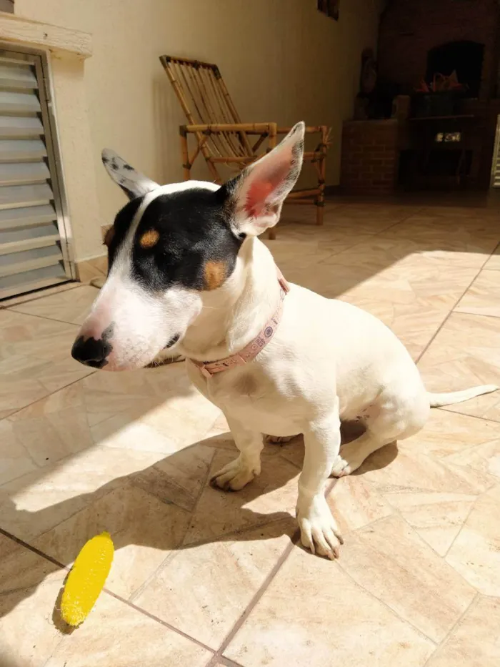 Cachorro ra a Srd idade 7 a 11 meses nome Amora