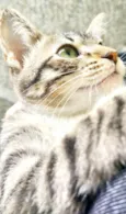 Filhota