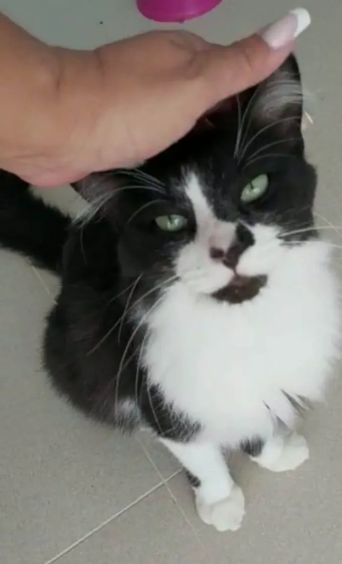 Gato ra a srd frajolinha  idade 1 ano nome CHIQUINHO