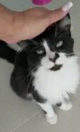 CHIQUINHO
