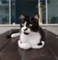 CHIQUINHO