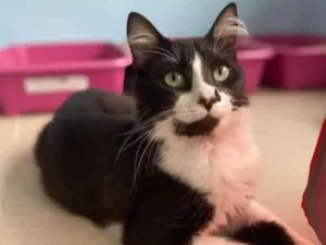 Gato raça srd frajolinha  idade 1 ano nome CHIQUINHO