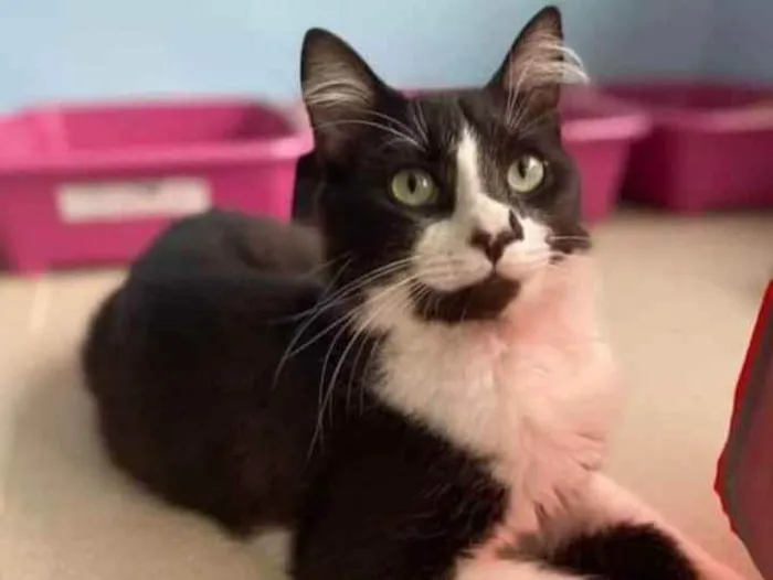 Gato ra a srd frajolinha  idade 1 ano nome CHIQUINHO