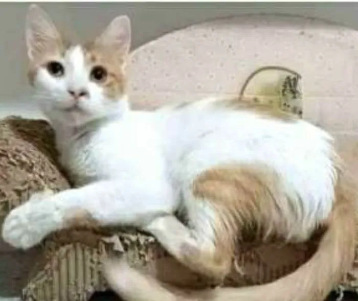 Gato ra a srd bicolor idade 1 ano nome OZZY