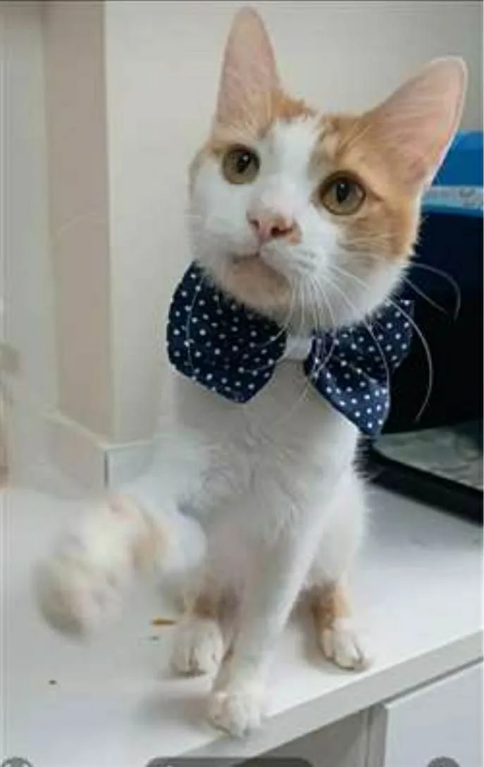 Gato ra a srd bicolor idade 1 ano nome OZZY
