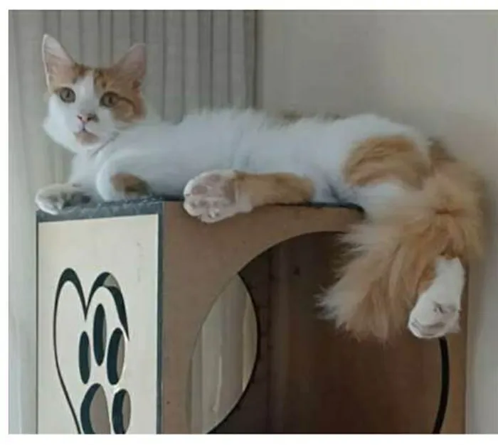 Gato ra a srd bicolor idade 1 ano nome OZZY