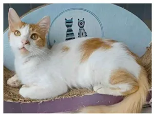 Gato raça srd bicolor idade 1 ano nome OZZY
