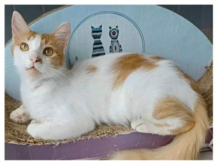 Gato ra a srd bicolor idade 1 ano nome OZZY