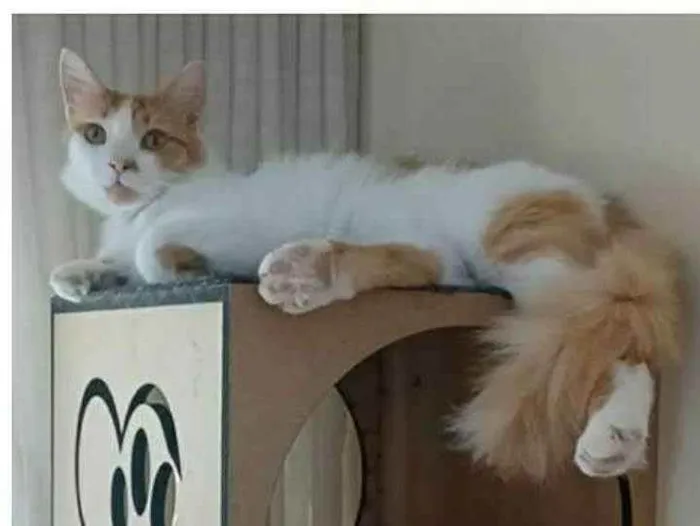 Gato ra a srd bicolor idade 1 ano nome OZZY