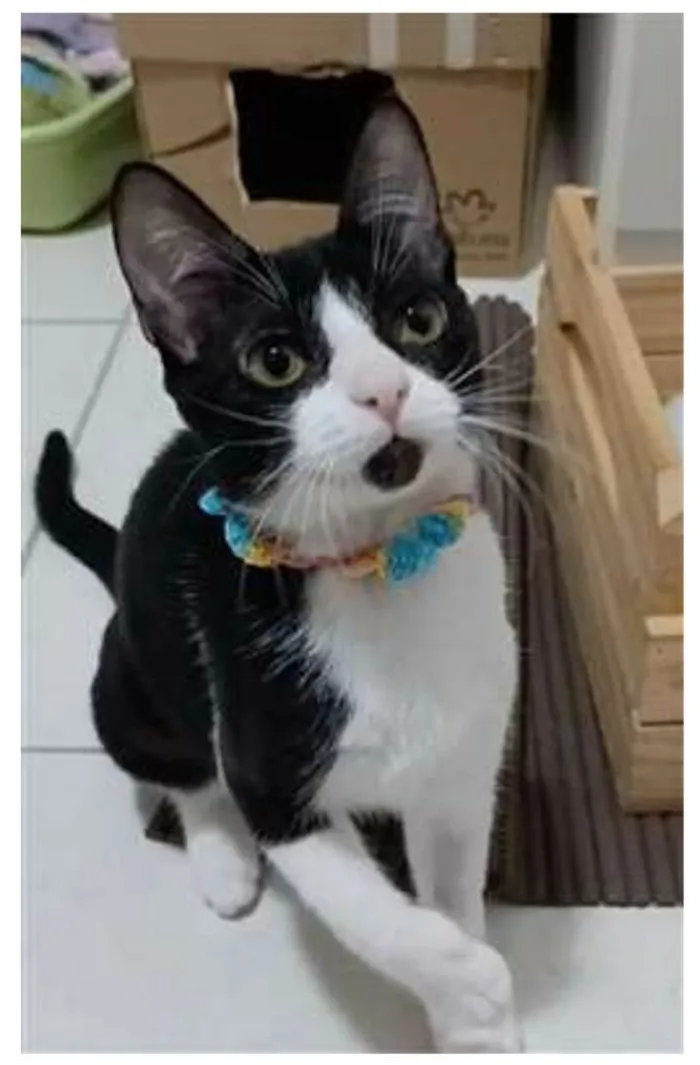 Gato ra a srd frajolinha  idade 2 a 6 meses nome BETHÂNIA 