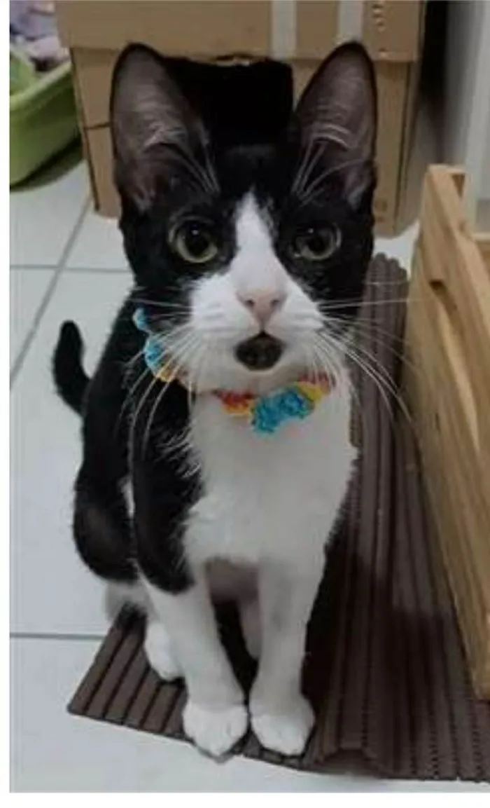 Gato ra a srd frajolinha  idade 2 a 6 meses nome BETHÂNIA 