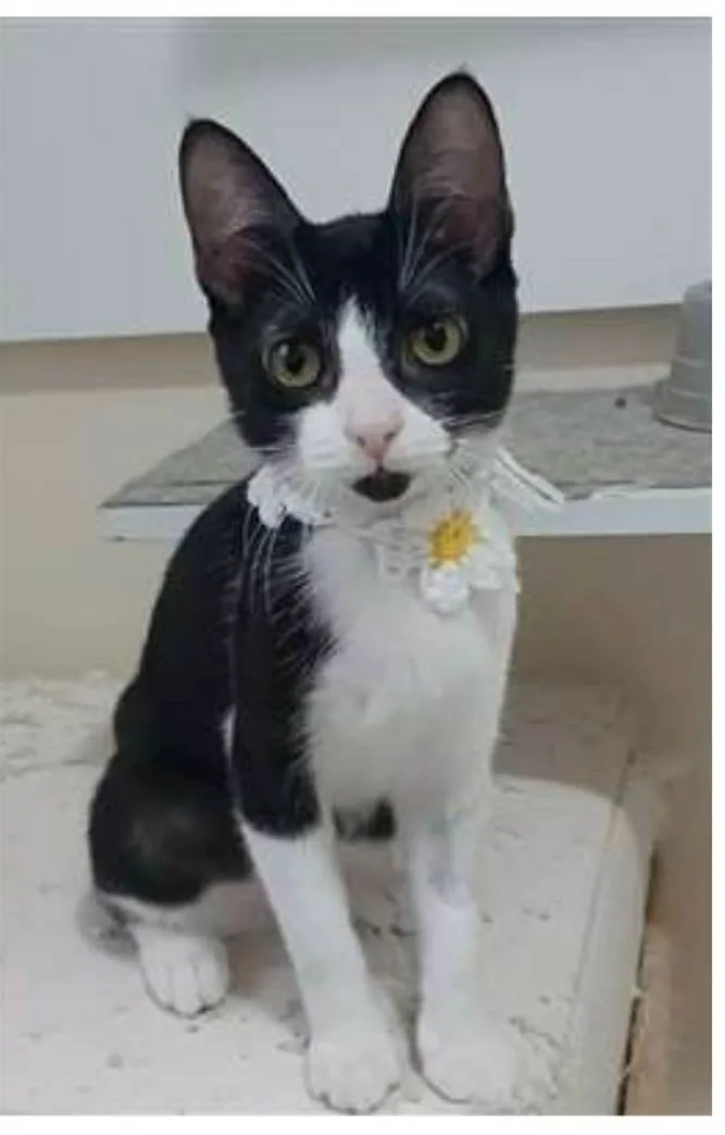 Gato ra a srd frajolinha  idade 2 a 6 meses nome BETHÂNIA 