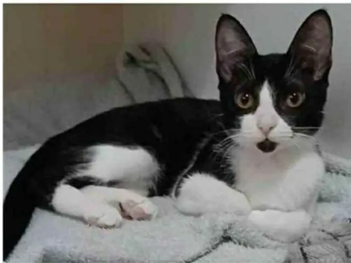 Gato ra a srd frajolinha  idade 2 a 6 meses nome BETHÂNIA 